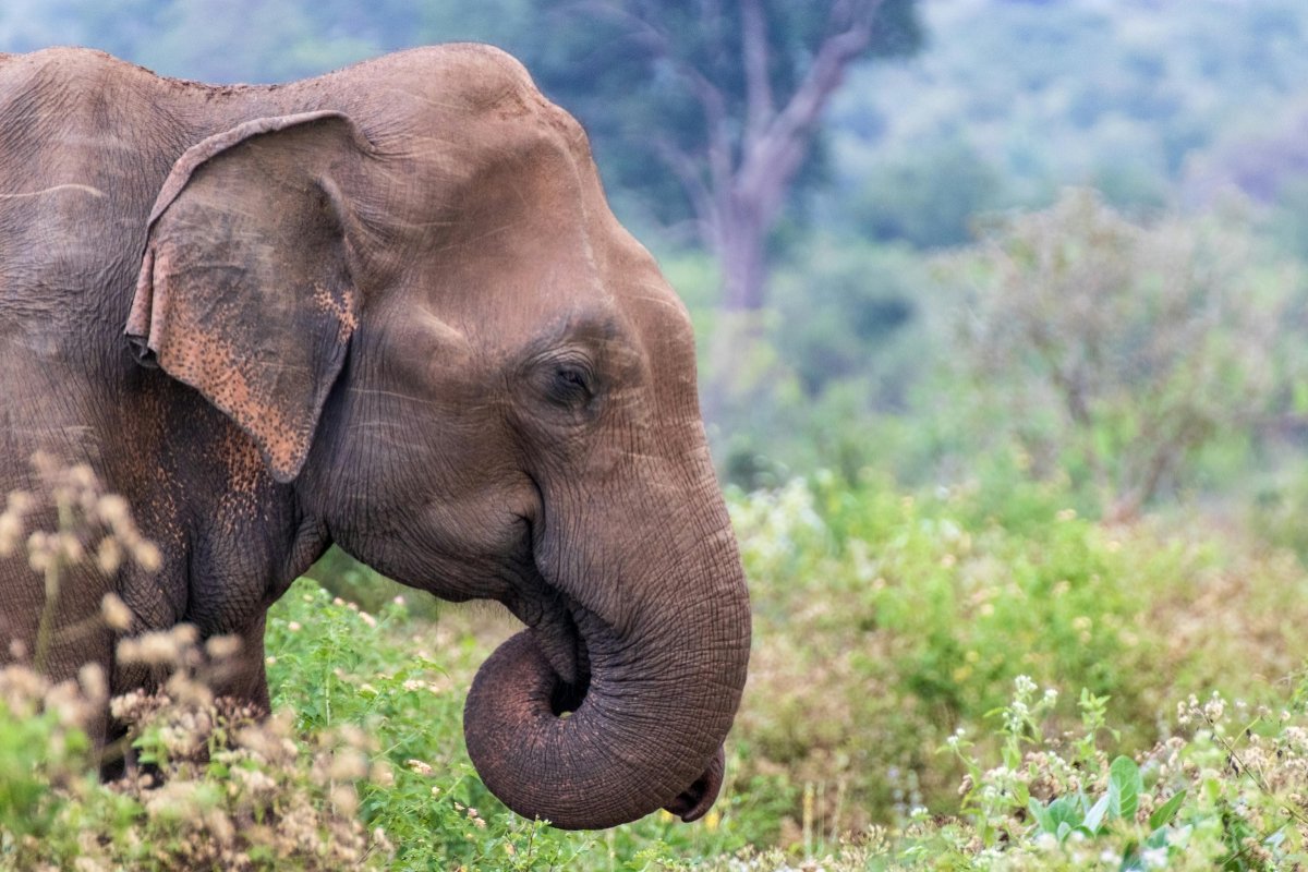 Sri Lanka Wildlife