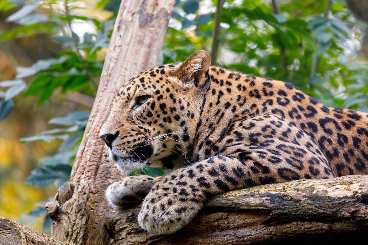 Leopard Yala